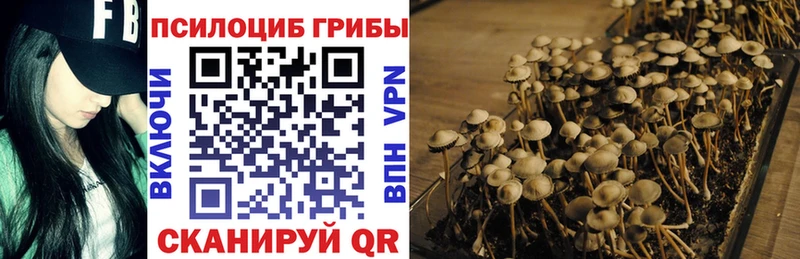 Купить закладки  Новоузенск  Псилоцибиновые грибы ЛСД 